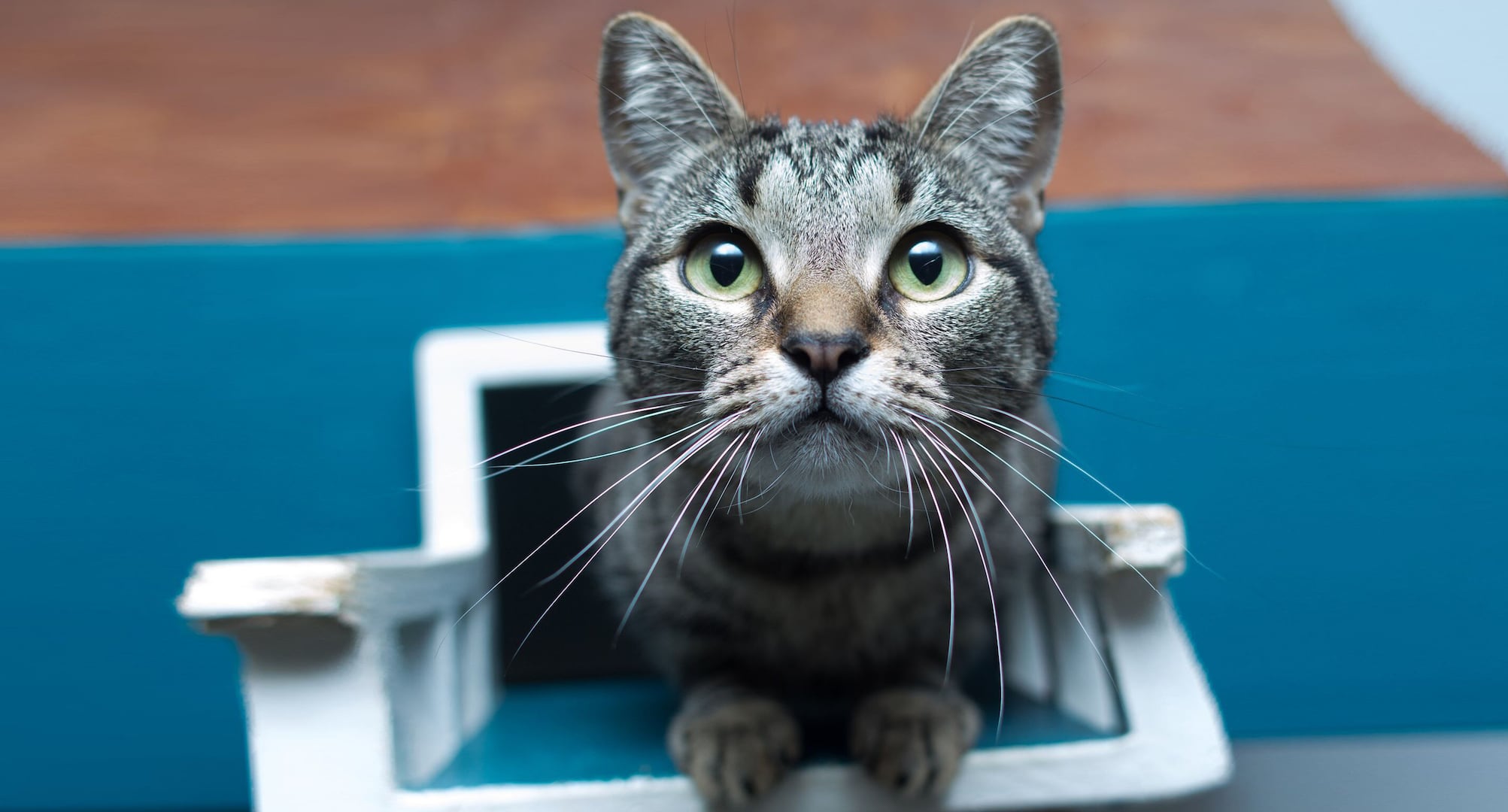 Cat Cam live camera on the cat patio at spcaLA in Long Beach